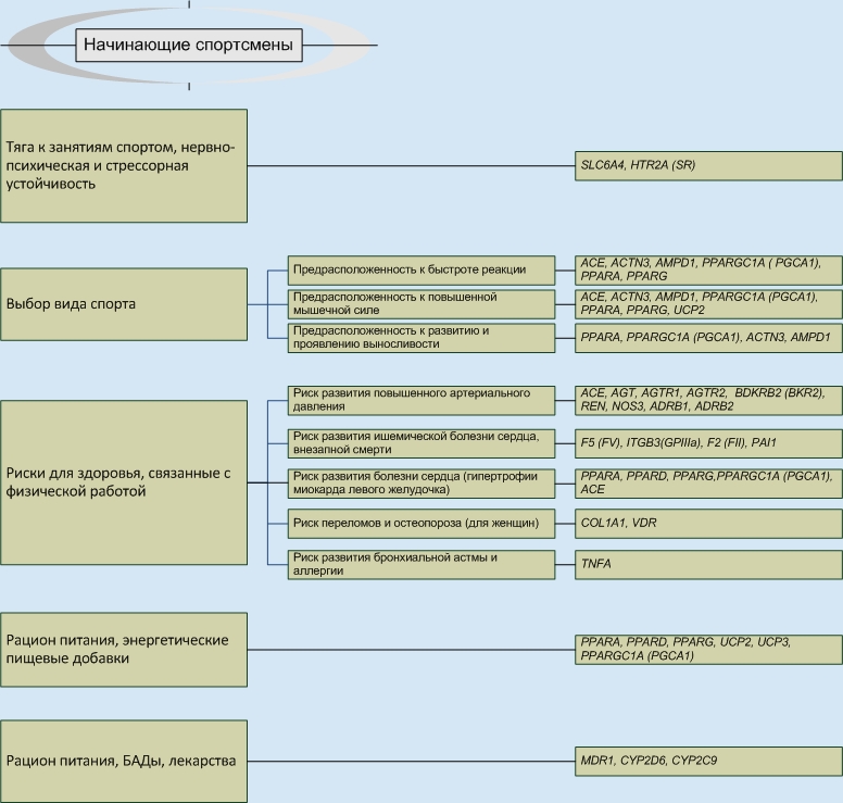 Анализ генов начинающих спортсменов